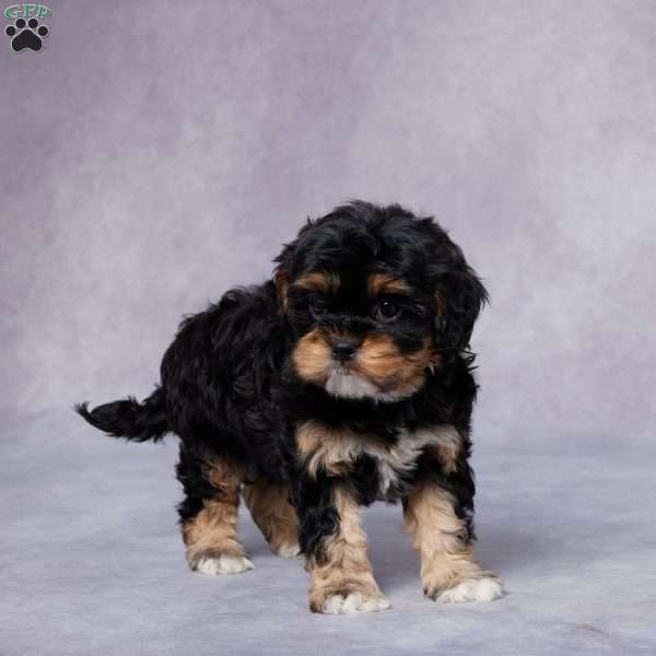 Roxy, Cavapoo Puppy